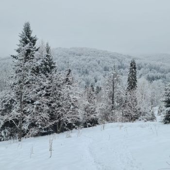 20260201-lso-bieszczady-019.jpg